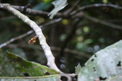 Myristica fatua var. magnifica